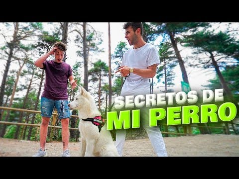 TARIFA REACCIONA A LAS HABILIDADES SECRETAS DE MI PERRO (Husky siberiano blanco) [Salva]