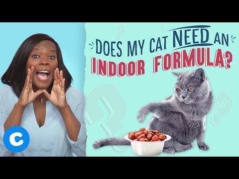 The Best Foods For Indoor Cats | Chewy