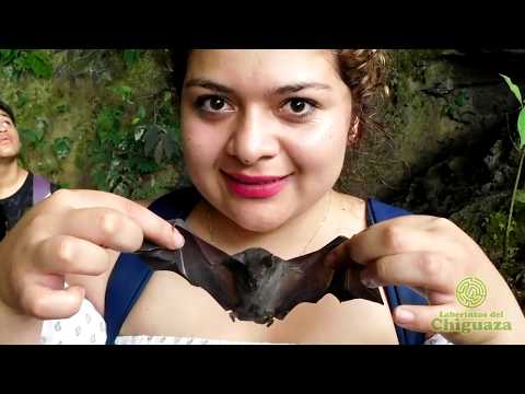 Video 16