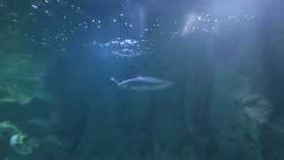 preview picture of video 'Black tip reef shark at southend on sea sealife centre'