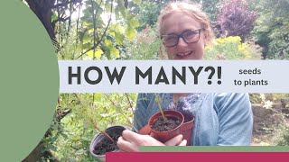 How many Cosmos plants will you get from one packet of seeds?