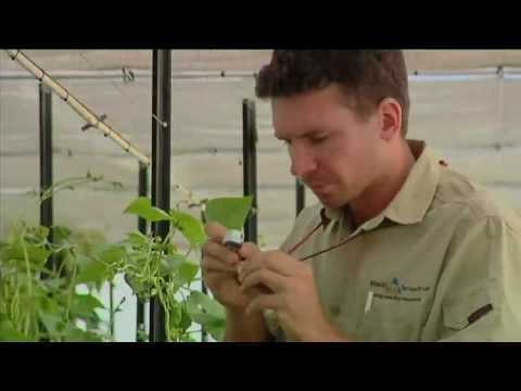 Integrated Pest Management Consultant Job Profile Lachlan.mov