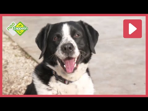 HEEL VEEL DIERENFILMPJES  | Beestenbrigade | NPO Zappelin