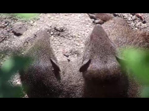 Djuma: Dwarf Mongoose digging under cam tree - 09:30 - 04/30/19