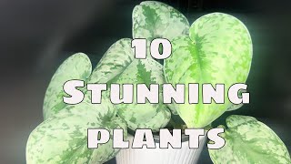 🌿 My 10 FAVORITE Houseplants (Non‑Anthuriums)  Affordable 🌿  Easy to Grow 🌿 Easy to Find Plants 🌿