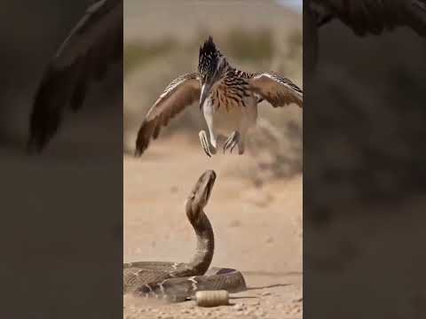 ¡Directo al cráneo y la boca… muerte instantánea de la serpiente