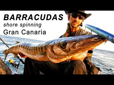 Barracuda på Gran Canaria