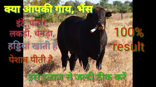 Download lagu Pica Treatment | Treatment of pica in cattle | Treatment of pica in cows and buffaloes mp3 Download lagu Pica Treatment | Treatment of pica in cattle | Treatment of pica in cows and buffaloes mp3