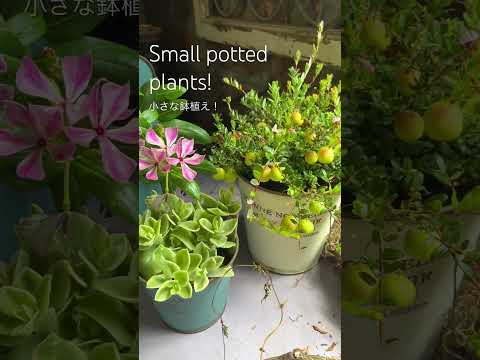 日当たりの良い鉢植え：熱波に強い13種からお選びください  庭園