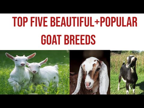 , title : 'Latest Top five beautiful+popular goat breeds'