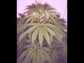 Nikitaman Mein Weed Dub Mix