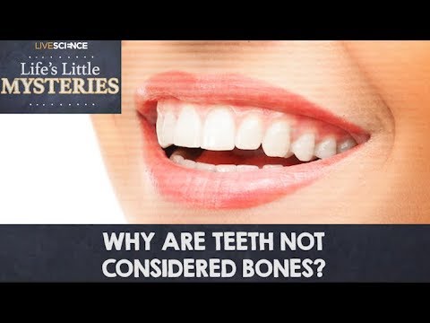 download lagu mp3 mp4 Is Teeth A Bone, download lagu Is Teeth A Bone gratis, unduh video klip Is Teeth A Bone