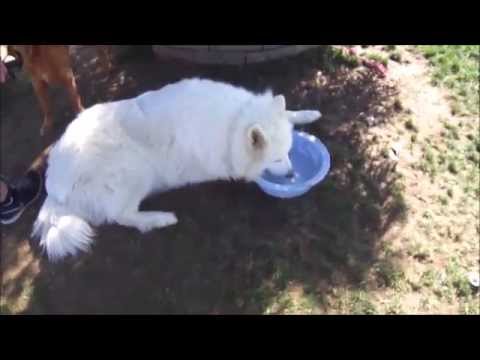 Zelda the white Native American Indian Dog at the dog park - New video (All grown up)