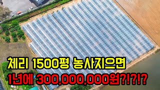 1,500평에 체리나무 400그루 심으면 일년에 300,000,000원???