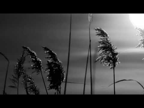 Dragoljub Lazarevic   Zlatibore, moj zeleni bore