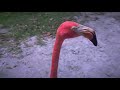 Digital Zen The Flamingos Of Lion Country Safari