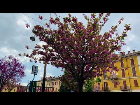 Cassano d adaa   view from  front of infotech #Cassanodadda #infotech  #cherryblossom