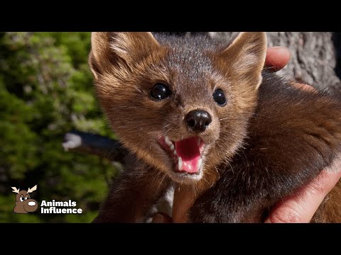 The Smartest Sable on the Planet!  [Animals Influence]