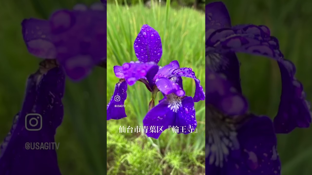 YouTube Short thumbnail