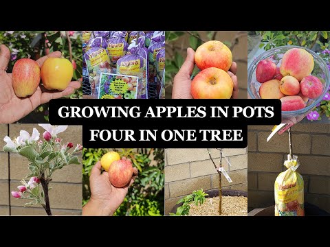 Growing Apples Unveiling the Magic of 4 In 1 Grafted Apple Trees