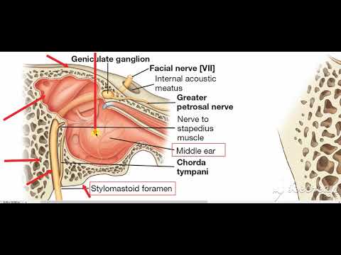 Middle ear boundaries 3