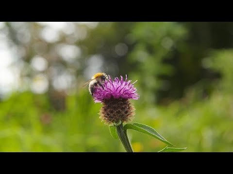 Un pasto e un tetto per gli impollinatori: salvare le api per salvare l’uomo