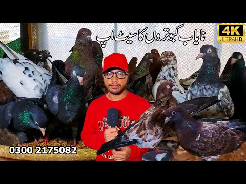 Rare and Unique Pigeon Setup 2026 Karachi | Ambersery Pigeons Teddy Pigeons Shah Jahan Puri Pigeon