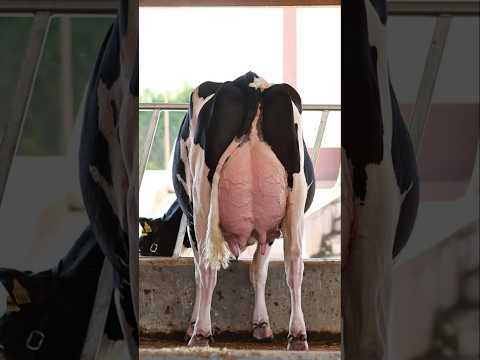 La Reina de la Lechería: La Holstein Campeona a nivel mundial