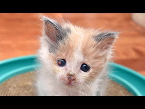 Eye inflammation of kittens