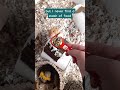 How Much Do You Feed Your Hamster