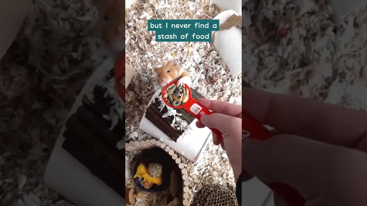 How Much Do You Feed Your Hamster??