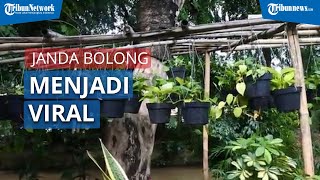 Download lagu Tanaman Janda Bolong dan Aglonema Bisa Jadi Viral secara Tiba-tiba, Penjual: Saya Juga Bingung mp3