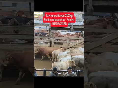 🎥 Lote destacado | Ferias Araucanía – Freire | 25/03/2026🐄 Terneros, origen Rupanco #aprocarne