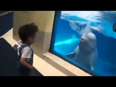 Dolphin nosidełka dla dzieci