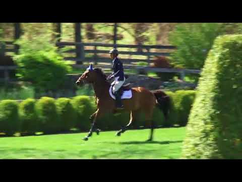Video of BARITCHOU DBT ridden by EDWARD LEVY from ShowNet!