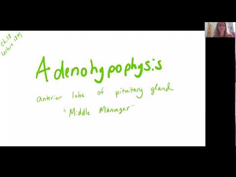 Bio 2020 Lect 18.5 Adenohypophysis