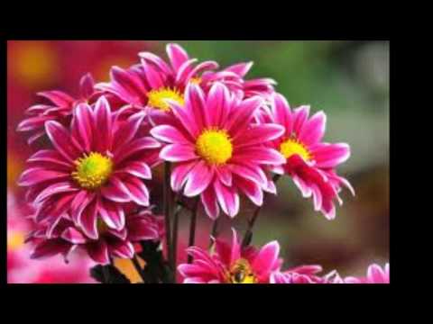 Hino 319 -  Foi Jesus Quem me salvou ( Cantado )