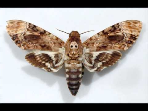 Ann Magnuson - Dead Moth