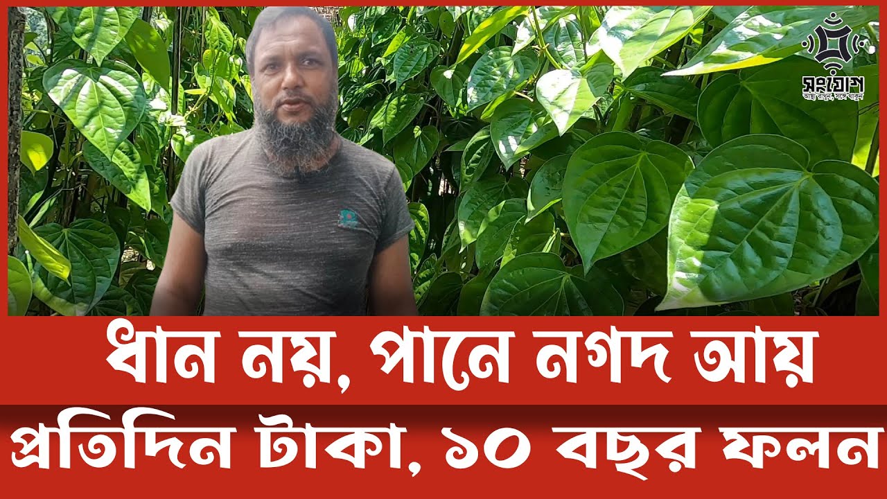 ধান বাদ দিয়ে পান চাষ: নগদ টাকা আসে প্রতিদিন