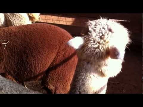 Alpaca Video 9