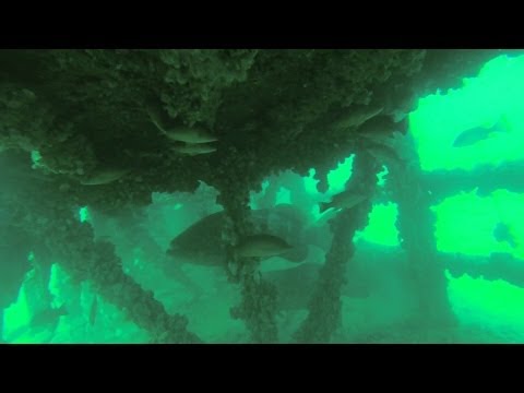 Diving Sarasota; MD-1 Artificial Reef