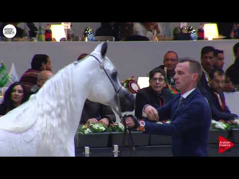 N.69 NESJ EL MARKHISA - Paris 2018 - Senior Mares (Class CM 3B)
