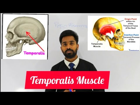 Temporalis muscle super easy lecture