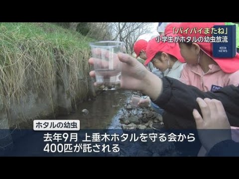 YouTube Video 「バイバイまたね」小学生が大切に育ててきたホタルの幼虫800匹を川に放流　静岡・掛川市立桜木小学校
