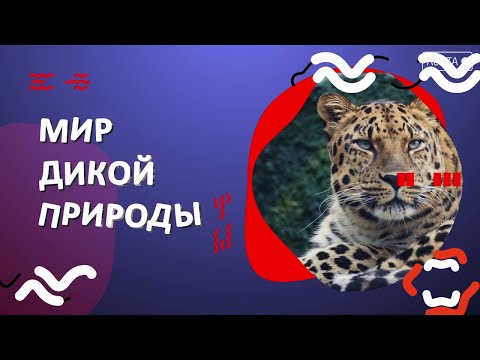 Мир дикой природы. Мелодии осени: это шелест листвы под копытцами лесных обитателей