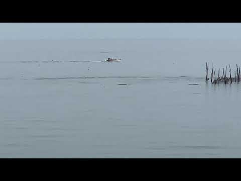 Porpoises in the bay.