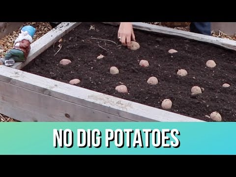 , title : 'Potatoes 101: Just the Facts for No-Dig Potato Planting