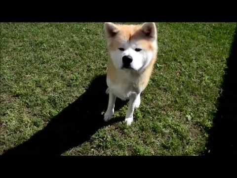 comment renforcer la complicité avec son chien