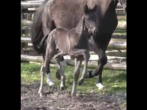 2017 Hanoverian colt by MILLENIUM www.sporthorses-online.com