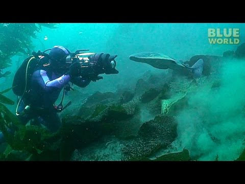 Torpedo ray attacks diver's camera!
